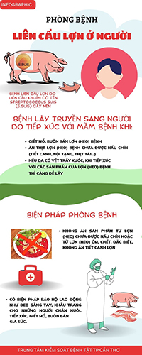Infographic về phòng bệnh liên cầu lợn ở người